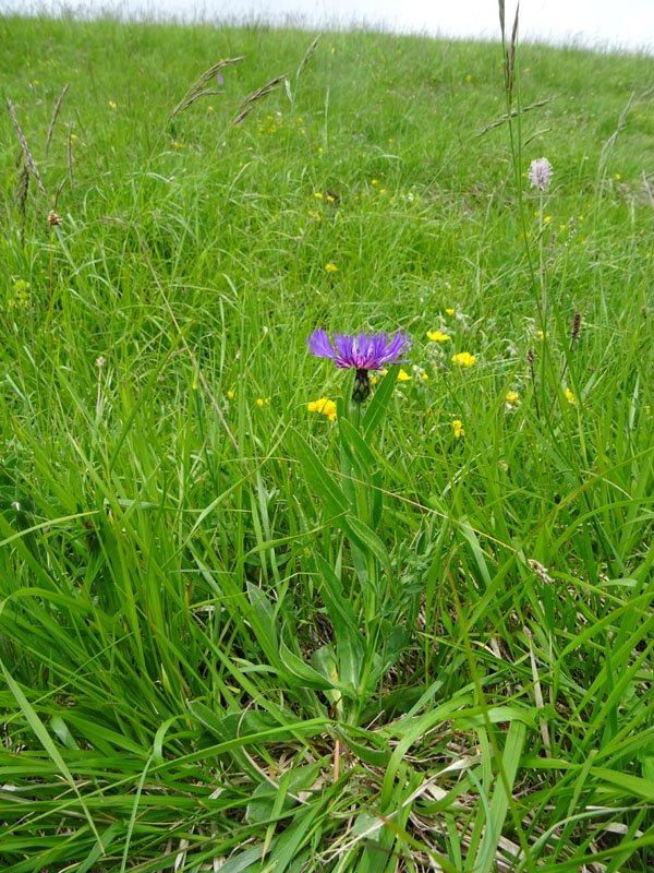 Cyanus triunfettii - Asteraceae